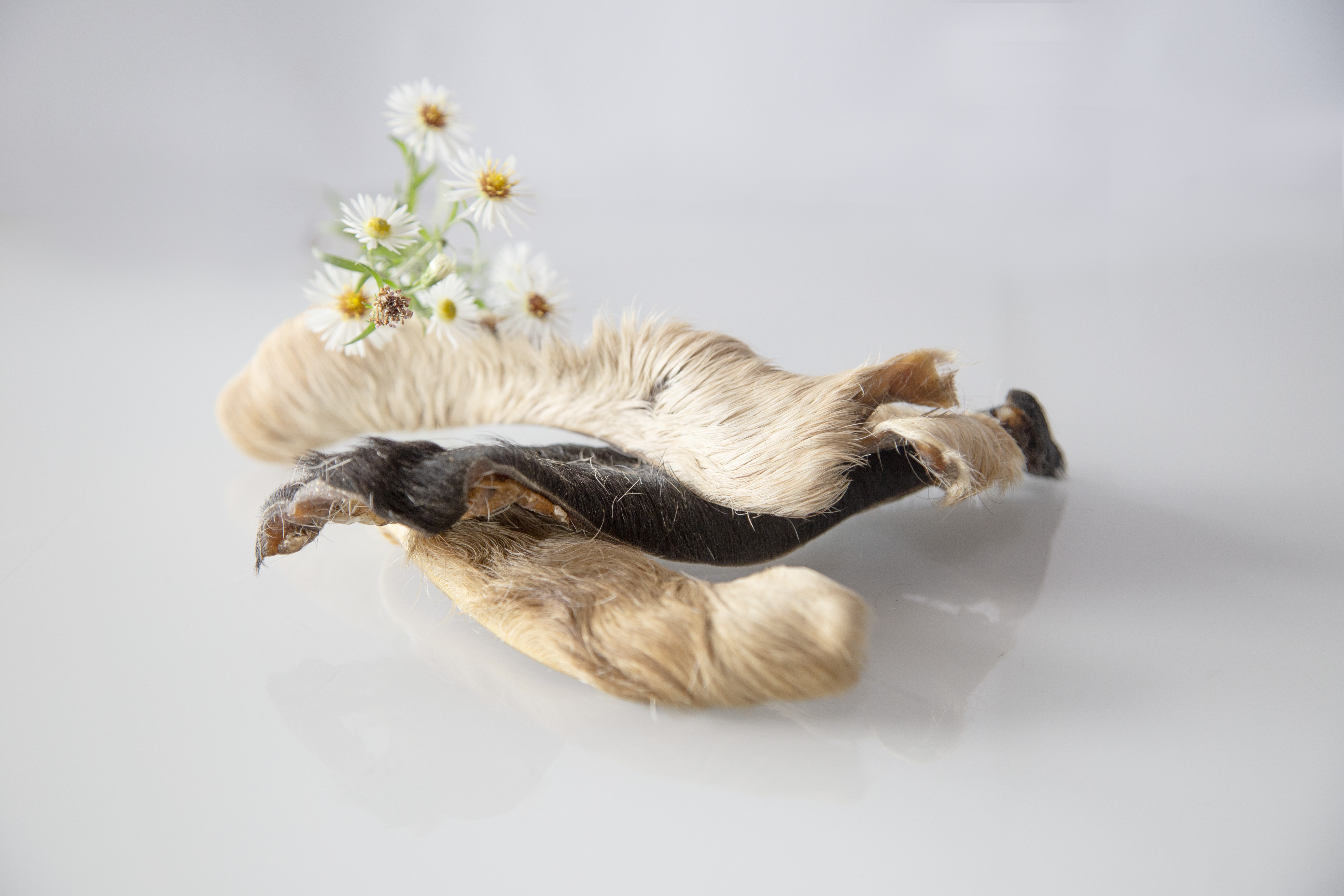 Pferdekopfhaut mit Fell