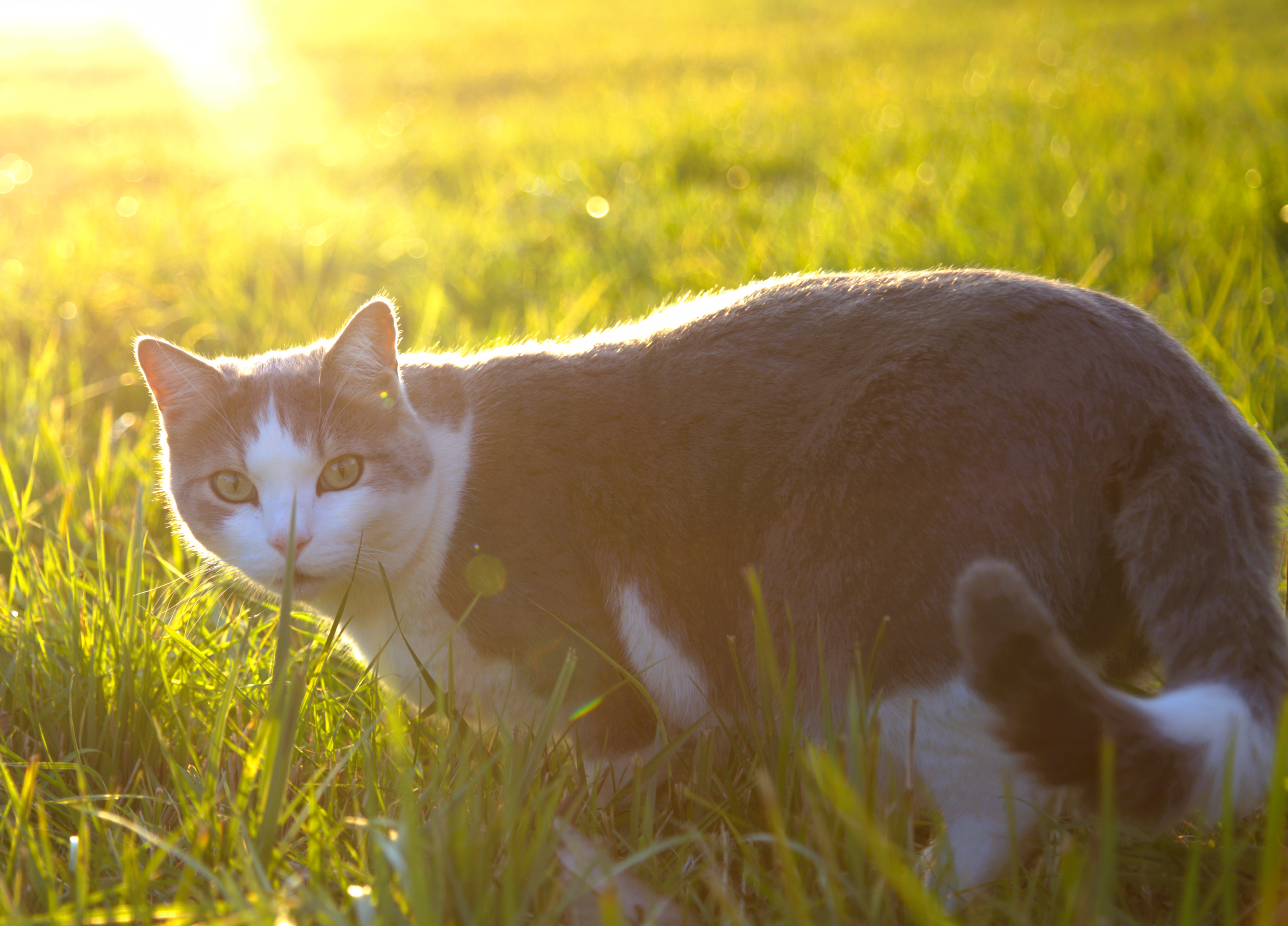 Katzennahrung